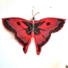 Flugdrache Schmetterling rot